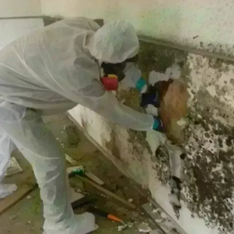 Mold Remediation and Removal in Woodville, CA